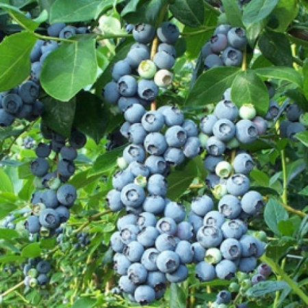 Borówka amerykańska Bluegold owoce