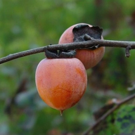 Hebanowiec wirginijski owoce kaki